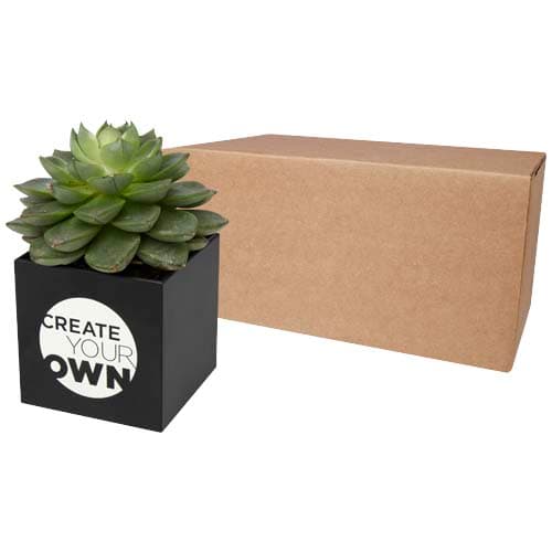 Hey Pots aluminium planted pot - succulent