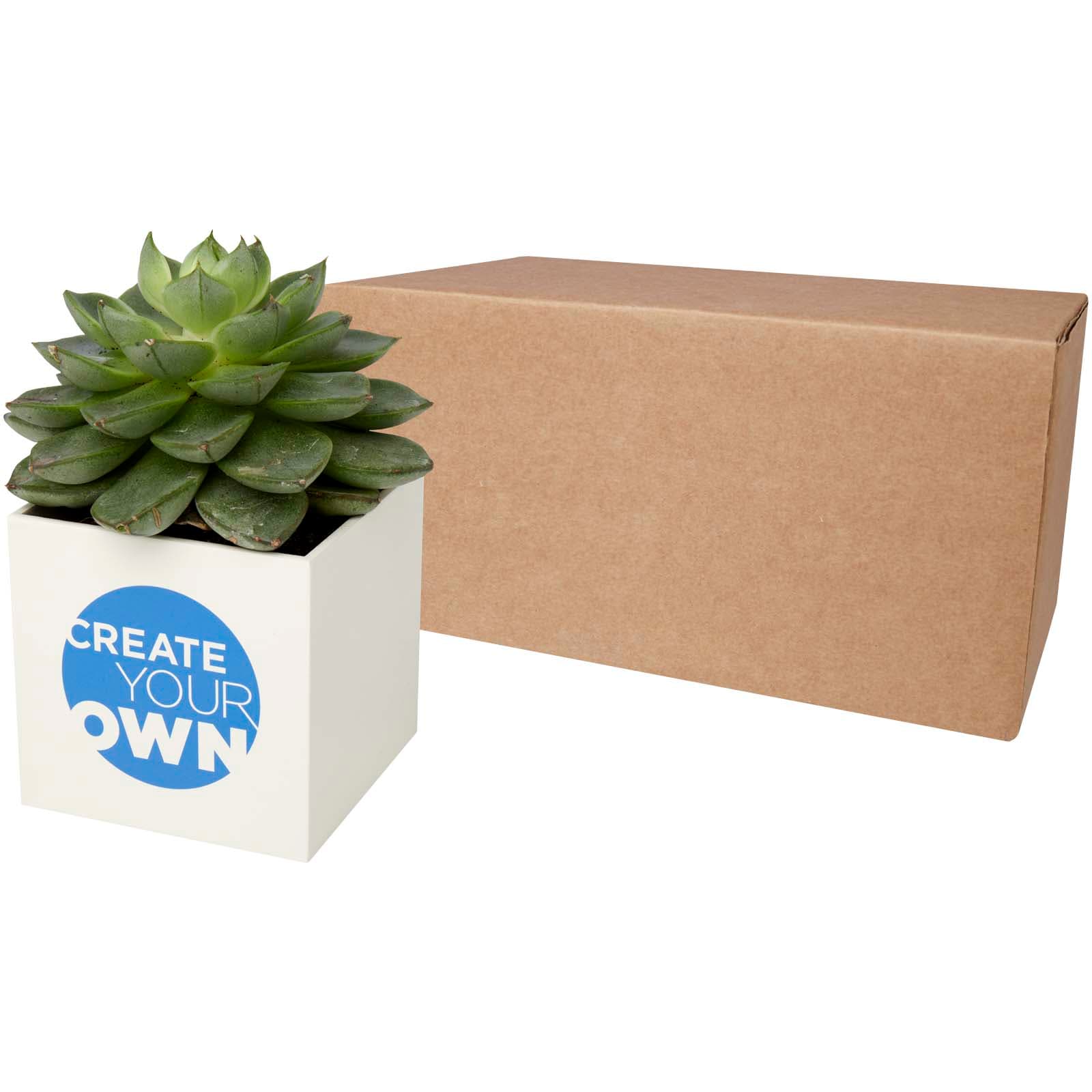 Hey Pots aluminium planted pot - succulent